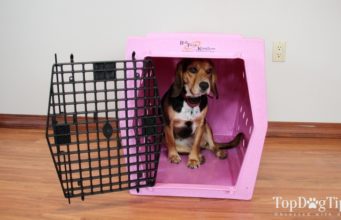 Review: Ruff Tough Kennels Intermediate Single Door Dog Kennel (2021) Ruff Tough Kennels Intermediate Single Door Kennel