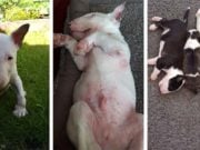 Scientists Discovered the Cause of Deadly Skin Condition in Bull Terriers Scientists Discovered the Cause of Deadly Skin Condition in Bull Terriers