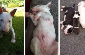 Scientists Discovered the Cause of Deadly Skin Condition in Bull Terriers Scientists Discovered the Cause of Deadly Skin Condition in Bull Terriers