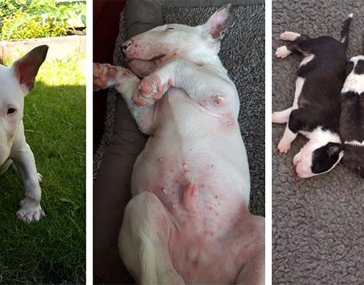 Scientists Discovered the Cause of Deadly Skin Condition in Bull Terriers Scientists Discovered the Cause of Deadly Skin Condition in Bull Terriers
