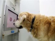 Scientists Made a Device to Reverse Cognitive Decline in Senior Dogs Scientists Made a Device to Reverse Cognitive Decline in Senior Dogs