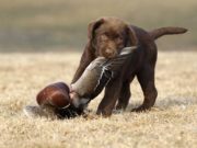 Scientists Reveal Hunting Dogs May Be Agents Of A Life-Threatening Disease Scientists Reveal Hunting Dogs May Be Agents Of A Life-Threatening Disease