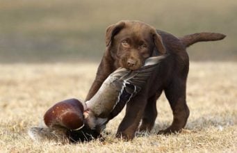 Scientists Reveal Hunting Dogs May Be Agents Of A Life-Threatening Disease Scientists Reveal Hunting Dogs May Be Agents Of A Life-Threatening Disease