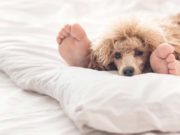 Scientists Say You Can Continue Sharing Bed With Your Dog Scientists Say You Can Continue Sharing Bed With Your Dog
