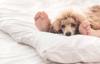 Scientists Say You Can Continue Sharing Bed With Your Dog Scientists Say You Can Continue Sharing Bed With Your Dog