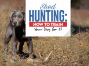 Shed Hunting Dog Training: How to Train Your Pooch to Find Antlers Shed Hunting Dog Training Guide