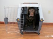 Review: Midwest Homes for Pets Skudo Dog Carrier (2018) best dog carriers