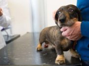 Stem Cell Treatment Going Out to Dogs With Arthritis Stem Cell Treatment Going Out to Dogs With Arthritis