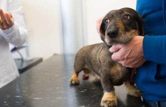 Stem Cell Treatment Going Out to Dogs With Arthritis Stem Cell Treatment Going Out to Dogs With Arthritis