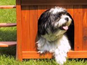 5 Best Dog House Bed: Unique Sleeping Choices for Your Pup The Best Dog House Bed 2020