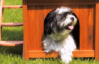 5 Best Dog House Bed: Unique Sleeping Choices for Your Pup The Best Dog House Bed 2020