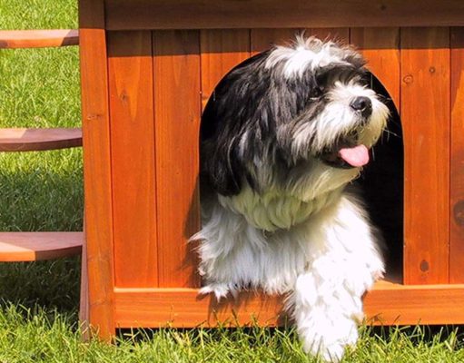 5 Best Dog House Bed: Unique Sleeping Choices for Your Pup The Best Dog House Bed 2020