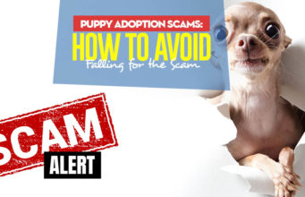 How Not to Get Scammed Adopting a Puppy Tips on How Not to Get Scammed Adopting a Puppy