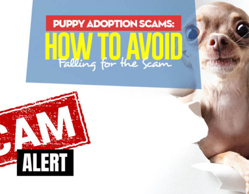 How Not to Get Scammed Adopting a Puppy Tips on How Not to Get Scammed Adopting a Puppy