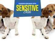 How to Feed Dogs with Sensitive Skin Tips on How to Feed Dogs With Sensitive Skin