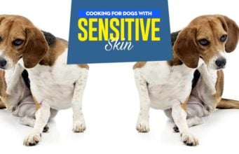 How to Feed Dogs with Sensitive Skin Tips on How to Feed Dogs With Sensitive Skin