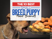 Top 10 Best Small Breed Puppy Foods Top 10 Best Small Breed Puppy Foods