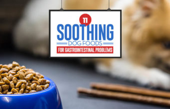 Top 11 Best Dog Foods for GI Problems Top 11 Best Dog Food for Gastrointestinal Problems