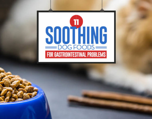Top 11 Best Dog Foods for GI Problems Top 11 Best Dog Food for Gastrointestinal Problems
