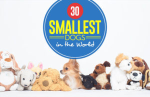 30 Smallest Dog Breeds in the World Top 30 Smallest Dog Breeds