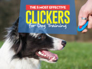 Top 5 Best Clickers for Training Dogs Top 5 Best Dog Clicker for Training