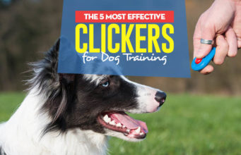 Top 5 Best Clickers for Training Dogs Top 5 Best Dog Clicker for Training