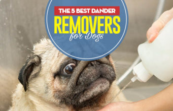 Top 5 Best Dog Dander Treatments Top 5 Best Dog Dander Treatments