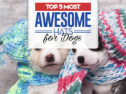 Top 5 Best Dog Hats for Every Occasion Top 5 Best Dog Hats for Every Occasion