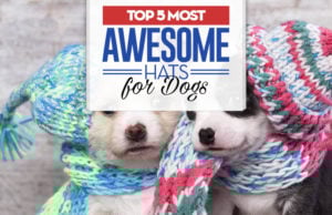 Top 5 Best Dog Hats for Every Occasion Top 5 Best Dog Hats for Every Occasion