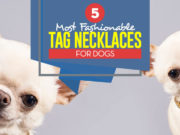 Top 5 Most Stylish Fashion Dog Collars and Tag Necklaces Top 5 Best Dog Tag Necklace and Fashion Dog Collars