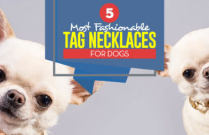 Top 5 Most Stylish Fashion Dog Collars and Tag Necklaces Top 5 Best Dog Tag Necklace and Fashion Dog Collars