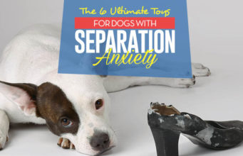6 Best Toys for Dogs with Separation Anxiety Top 6 Best Toys for Dogs With Separation Anxiety