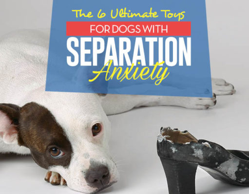 6 Best Toys for Dogs with Separation Anxiety Top 6 Best Toys for Dogs With Separation Anxiety