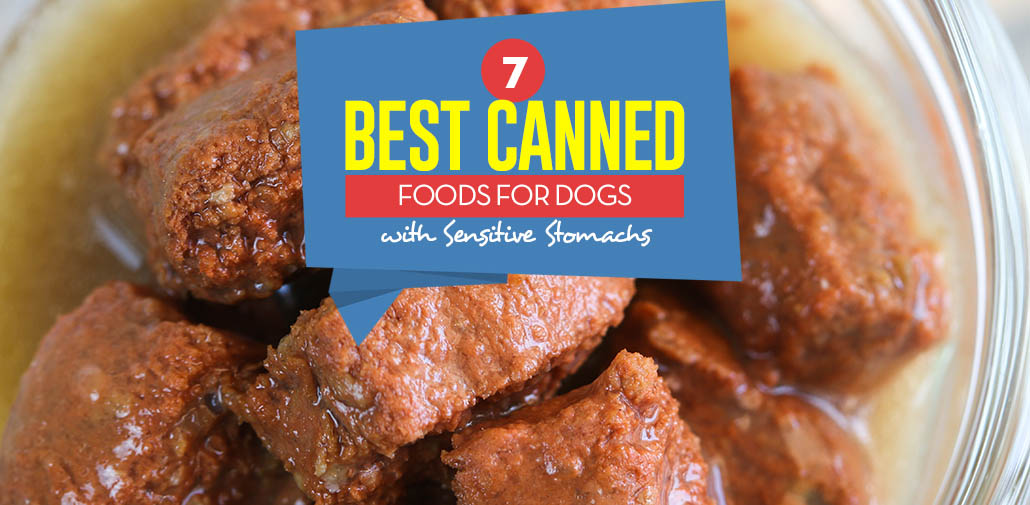 Best canned dog shop food for upset stomach