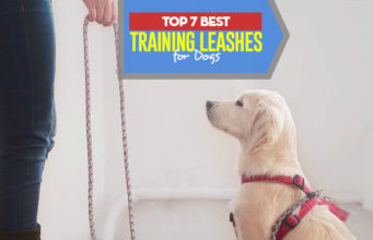 The 7 Best Training Leashes for Puppies and Adult Dogs Top 7 Best Dog Training Leash for Puppies and Adult Dogs
