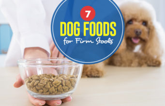 Top 7 Best Dog Foods for Firm Stools Top Best Dog Food for Firm Stools