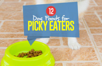 Top 12 Best Tasting Dog Foods for Picky Eaters Top Best Dog Food for Picky Eaters
