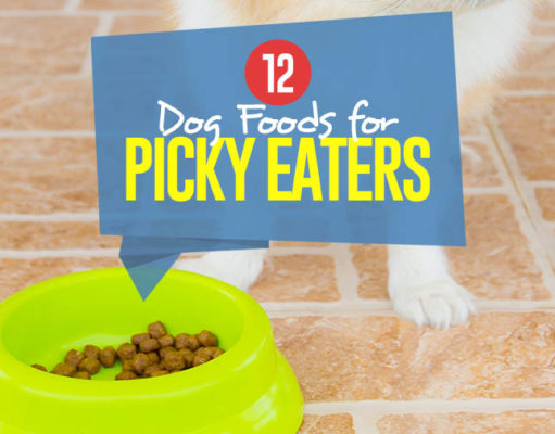 Top 12 Best Tasting Dog Foods for Picky Eaters Top Best Dog Food for Picky Eaters