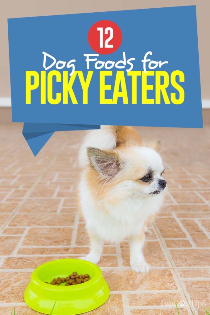 Photo inspiration: Gallery Detail: 12 Best Dog Food For Picky Eaters And Dogs That