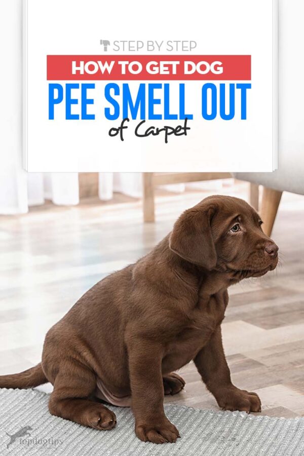 How to Get Dog Pee Smell Out of Carpet Top Dog Tips