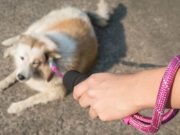 10 Ways to Help Your Dog Shed Winter Fat Ways to Help Your Dog Shed Winter Fat