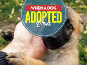 When a Dog Adopted YOU When a Dog Adopted YOU - What to Do