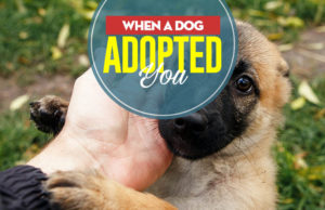 When a Dog Adopted YOU When a Dog Adopted YOU - What to Do
