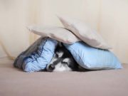 Your Dog’s Noise Anxiety May Be Related to Musculoskeletal Pain Your Dog's Noise Anxiety May Be Related to Musculoskeletal Pain