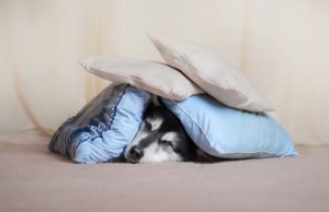 Your Dog’s Noise Anxiety May Be Related to Musculoskeletal Pain Your Dog's Noise Anxiety May Be Related to Musculoskeletal Pain