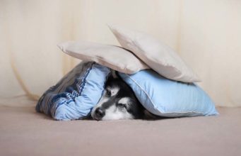 Your Dog’s Noise Anxiety May Be Related to Musculoskeletal Pain Your Dog's Noise Anxiety May Be Related to Musculoskeletal Pain