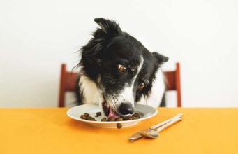 13 Dog Nutrition Tips That Are Actually Science-Based 15 Dog Nutrition Tips That Are Actually Science-Based