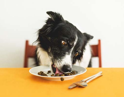 13 Dog Nutrition Tips That Are Actually Science-Based 15 Dog Nutrition Tips That Are Actually Science-Based