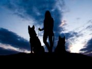 Should I Get A Second Dog: 16 Reasons Why You Should 16 Reasons Why Adopting a Second Dog Is a Good Idea featured image