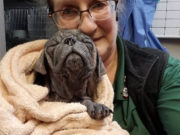 Abandoned Hairless Pug Gets A Dramatic Transformation Abandoned Pug suffering from Mange gets a second chance